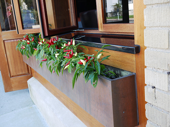 Windowbox chilis