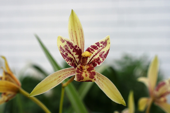 Backyard orchid