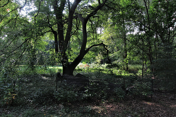 In Central Park