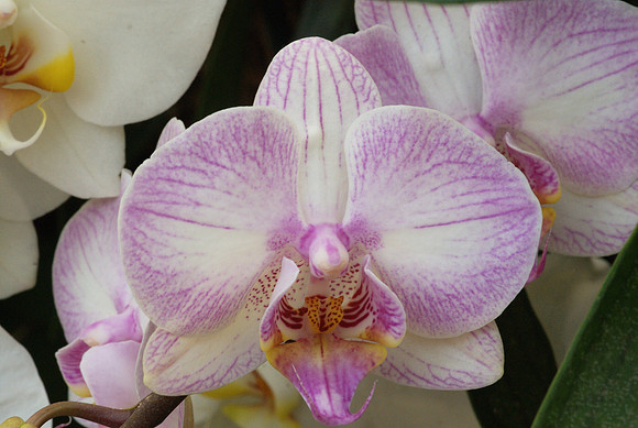 Phalaenopsis