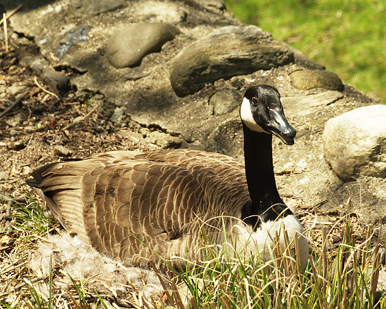 portrait of a nesting goose