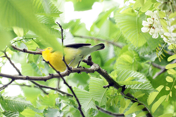 Prothonotary Warbler, Central Park