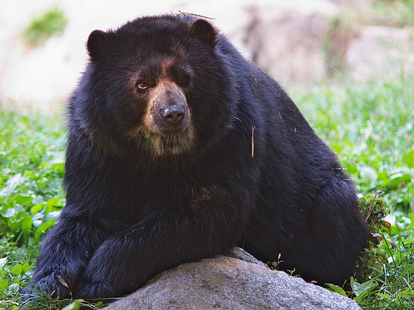 Bear, Queens Zoo