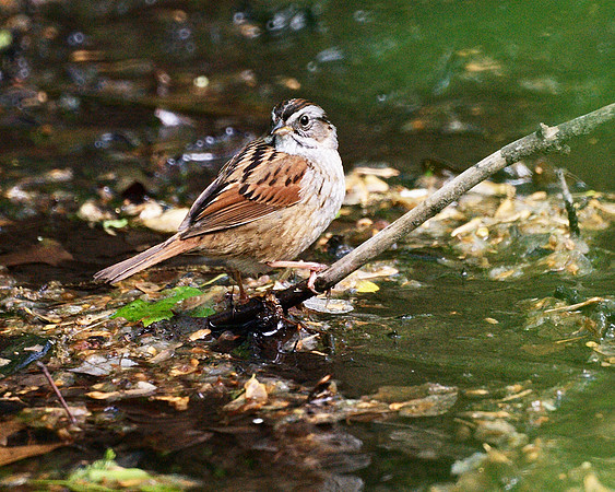 Swamp Sparrow, Central Park