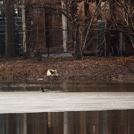 Takeoff, Turtle Pond