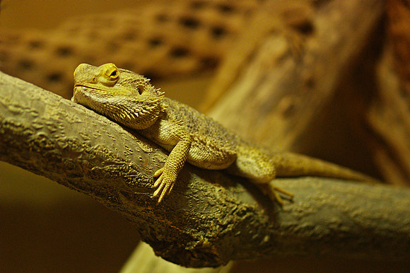 lizard