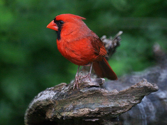 Cardinal, Central Park