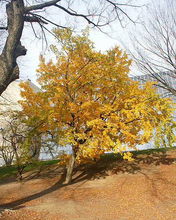 Tree, next to the Metropolitan Museum of Art