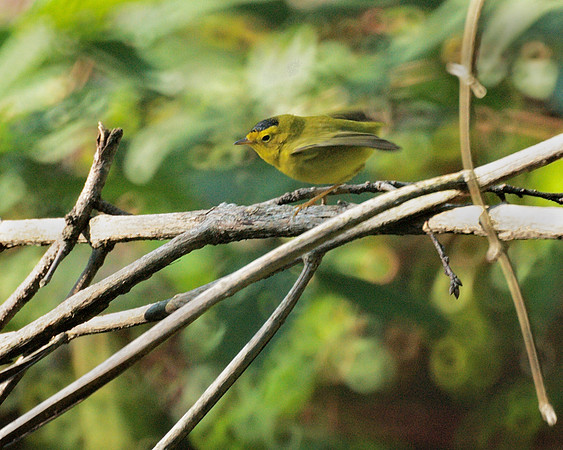 Wilson's Warbler, Central Park