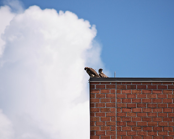 Red-Tailed Hawks, Burlington MA