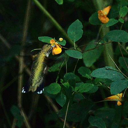 Hummingbird, Central Park