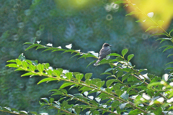 Eastern Kingbird, Brooklyn Botanic Garden