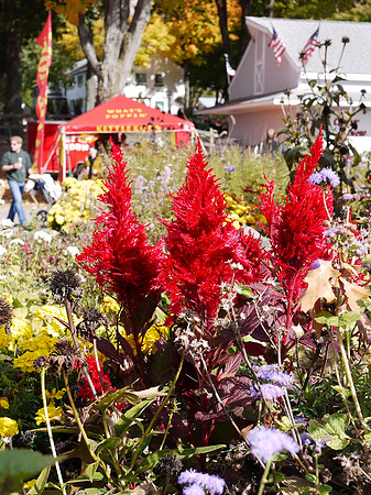 Celosia, Dutchess County Fairgrounds