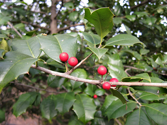 Winter berries, Central Park
