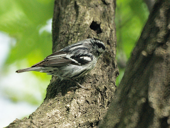 Black and White Warbler, Central Park