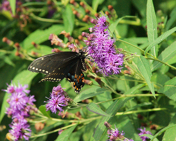 Black Swallowtail, Brooklyn Botanic Garden