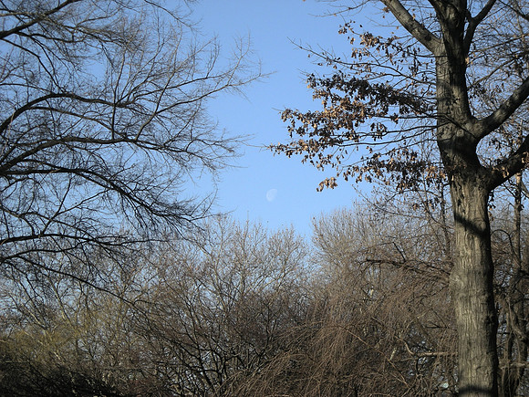moon still up