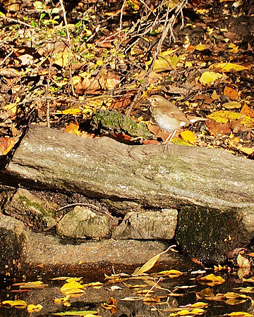 Thrush