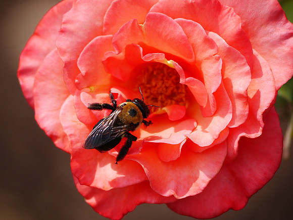 Bee in rose, Brooklyn Botanic Garden