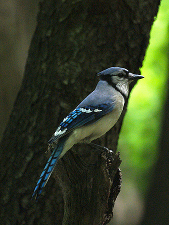 Bluejay