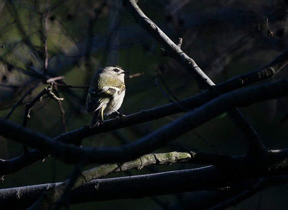 Golden-Crowned Kinglet, Central Park
