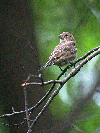 House Finch, Central Park