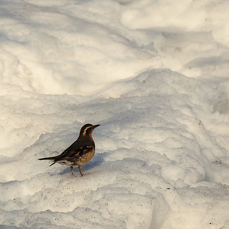 Varied Thrush, Central Park