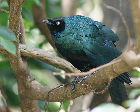 Metallic Starling, Central Park Zoo