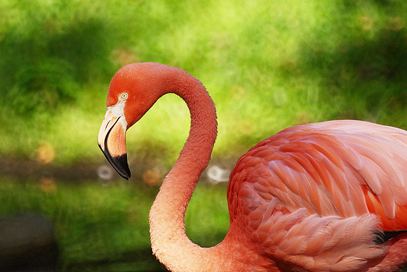 flamingo