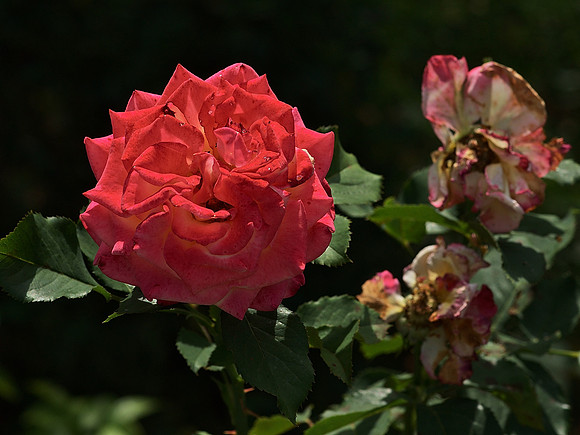 Roses, Brooklyn Botanic Garden