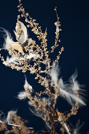 Reeds and feathers, Central Park Reservoir
