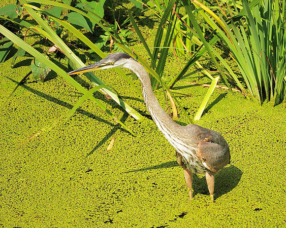 Great Blue Heron, Turtle Pond