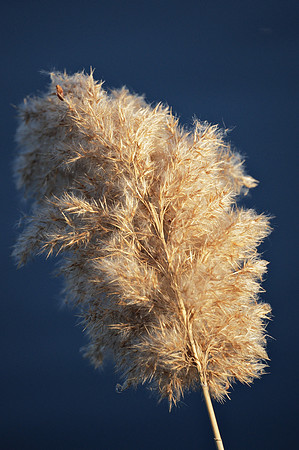 Phragmites