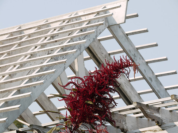 Brooklyn Botanic Garden