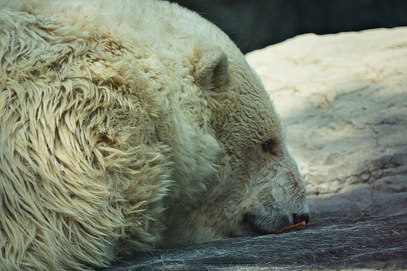 Tired Polar Bear, Central Park Zoo