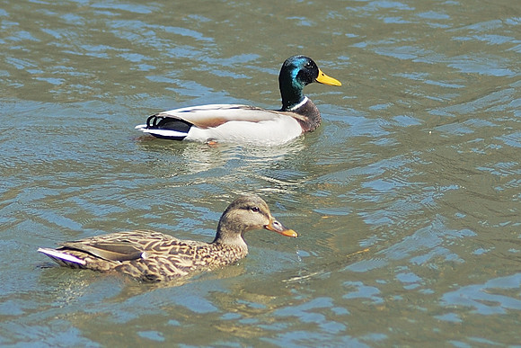 ducks!