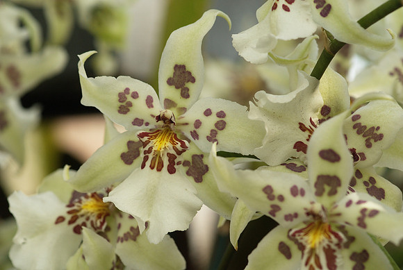 Beallara Tahoma Glacier
