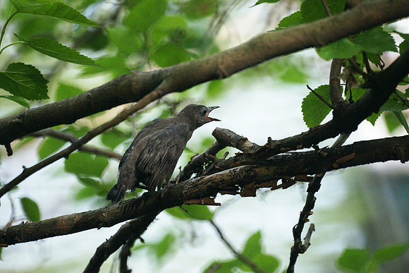 Baby Grackle