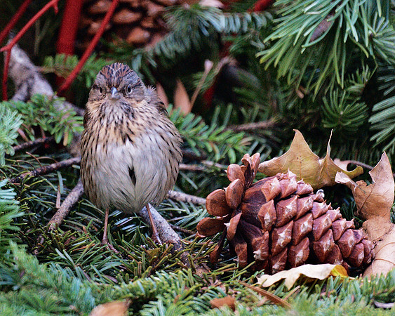 Lincoln's Sparrow, Bryant Park