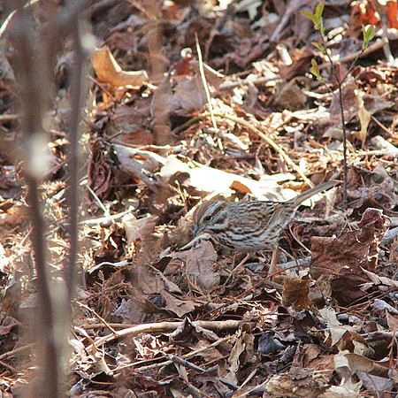 Song Sparrow, NY Botanical Garden