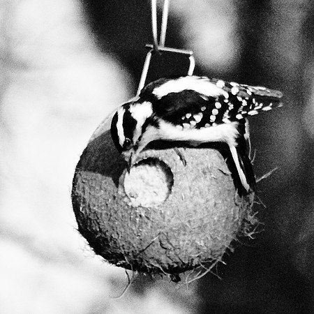 Downy Woodpecker (female)