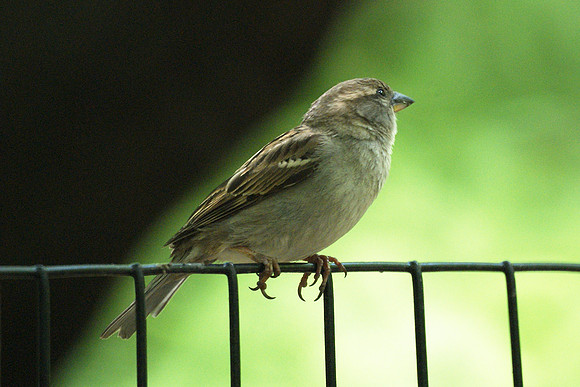 o noble sparrow!