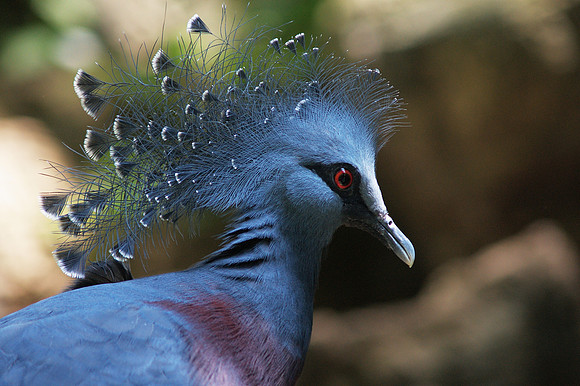 Victoria Crowned Pigeon, Central Park Zoo
