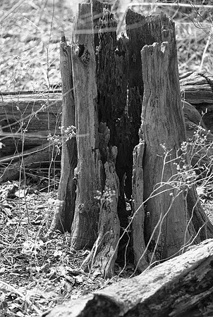 ex-tree