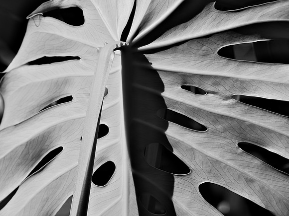 Monstera
