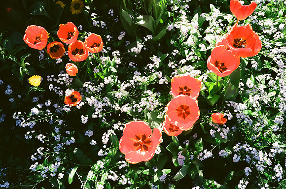 Tulips, Longwood Gardens, Ektar 100