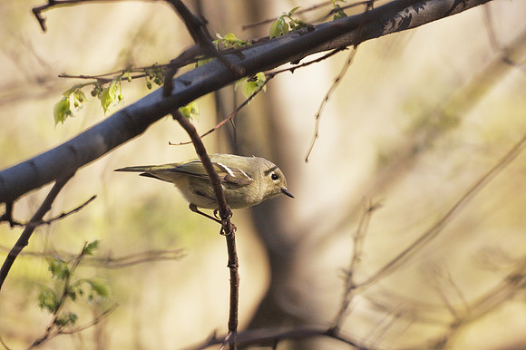 Ruby-Crowned Kinglet, Central Park