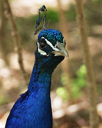 Peacock, Bronx Zoo
