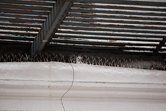 Nesting pigeon, Yorkville