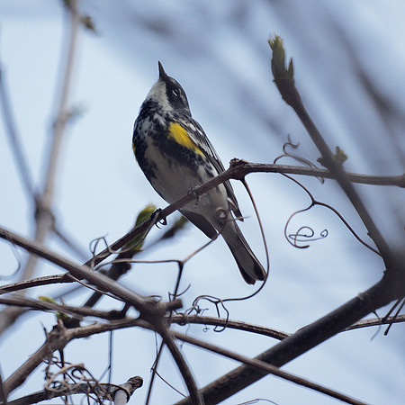 Yellow-Rumped Warbler, NY Botanical Garden